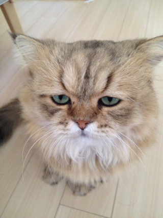 Illustration for article titled Grumpy Cat, Meet Disappointed Cat